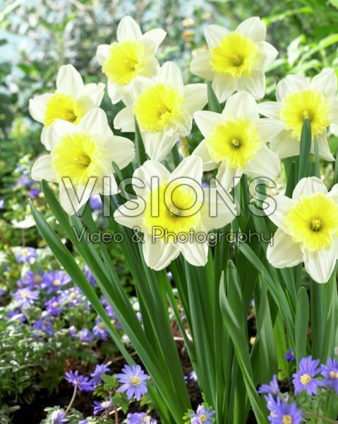 Narcissus Ice Follies