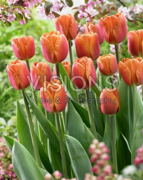 Tulipa Brown Sugar Tulipa Brown Sugar