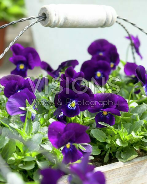 Viola cornuta Sorbet Plum Velvet