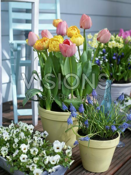 Spring flowers on pots