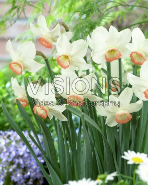 Narcissus Elizabeth Ann