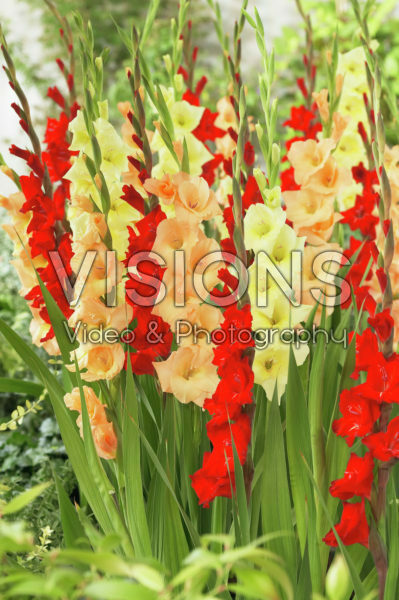 Gladiolus red-yellow mix