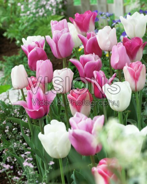 Tulipa pink mix