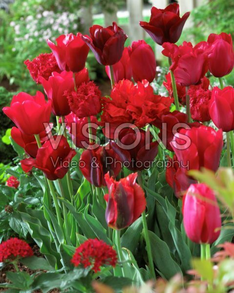 Tulipa red mix