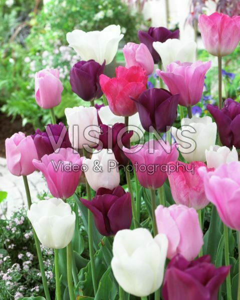 Tulipa mix pink-purple