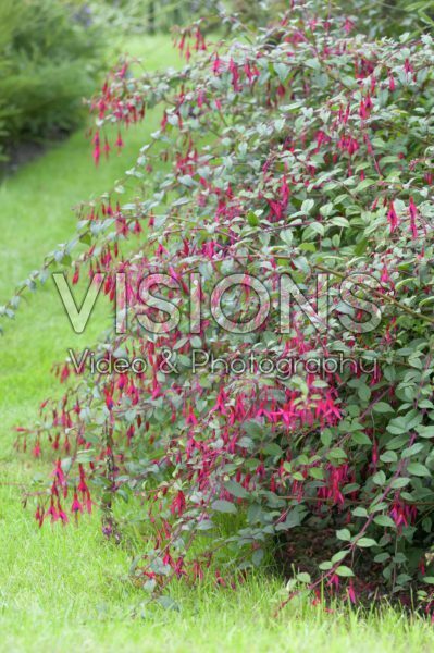 Fuchsia magellanica Thompsonii Fuchsia magellanica Thompsonii