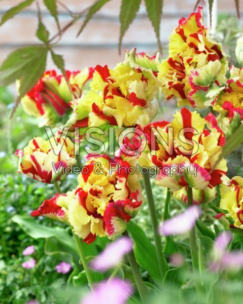 Tulipa Double Flaming Parrot ®