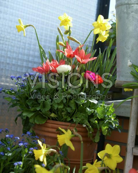 Mixed spring flowers on pot