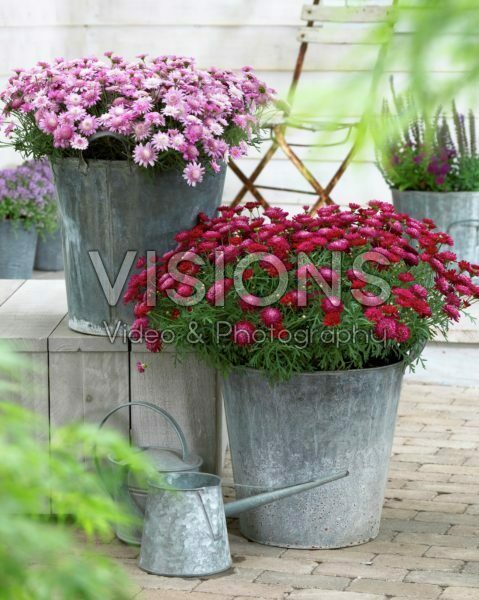 Argyranthemum Madeira Crested Merlot, Crested Pink Argyranthemum Madeira Crested Merlot, Crested Pink