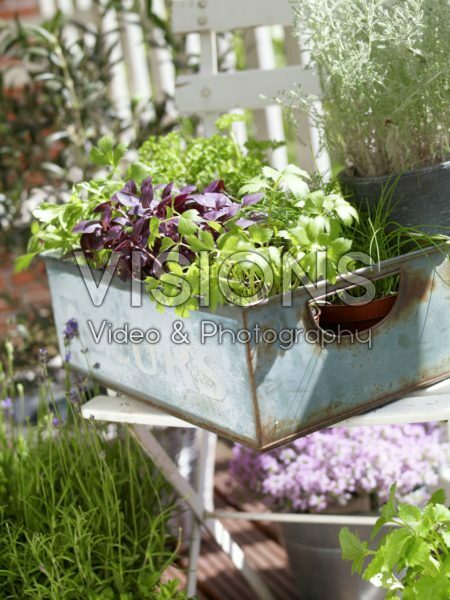 Herb collection in container