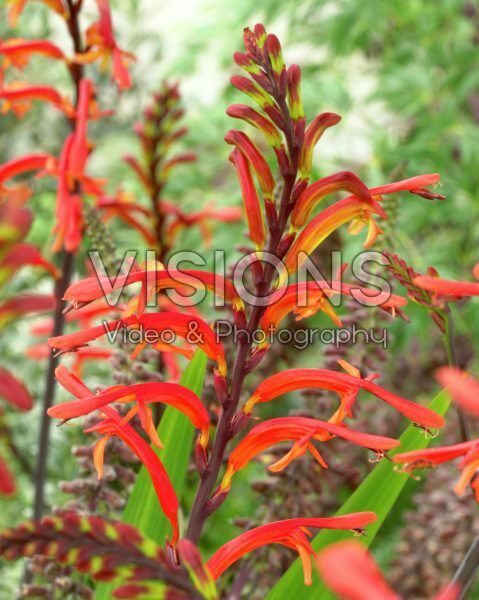 Chasmanthe floribunda var. Saturnus ® Chasmanthe floribunda var. Saturnus ®