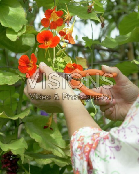 Hands cutting nasturtium flowers