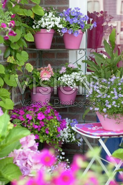 Porch with annuals on pots