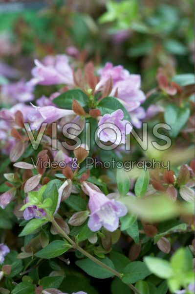 Abelia longituba Bumble Bee Abelia longituba Bumble Bee