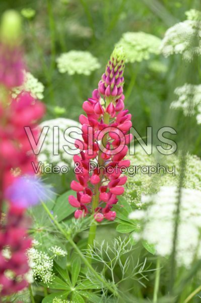Lupinus The Pages