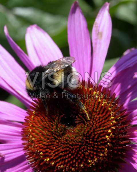 Bumble bee on Echinacea flower