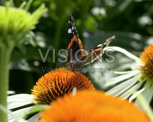 Butterfly on Echinacea flower