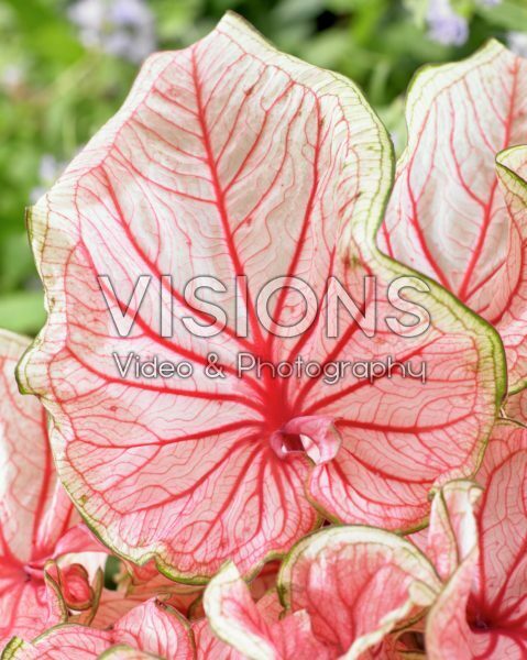 Caladium Florida Sweetheart Caladium Florida Sweetheart
