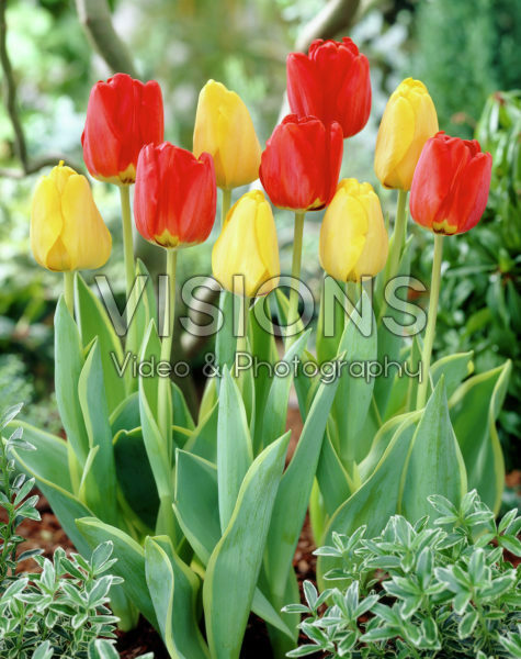 Tulipa Garant, Ton Augustinus