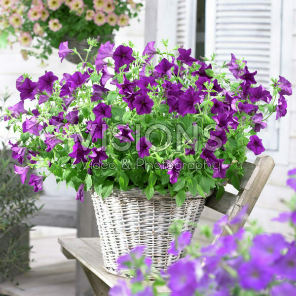 Petunia Viva ® Amethyst Petunia Viva ® Amethyst
