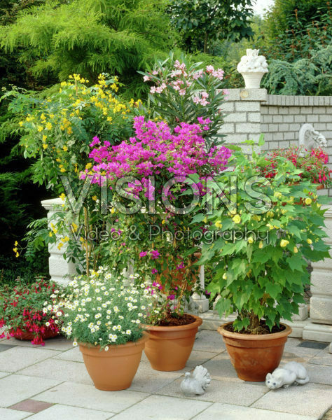 Collection patio plants, Senna, Nerium, Bougainvillea, Abutilon, Chrysanthemum