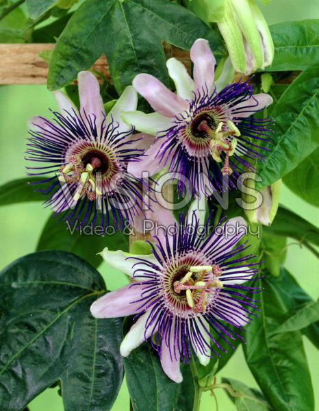 Passiflora allardii Passiflora allardii