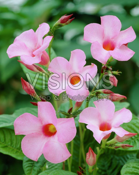 Mandevilla x amabilis Alice du Pont Mandevilla x amabilis Alice du Pont