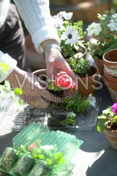 Potting table with annuals, pots and blisters packs 