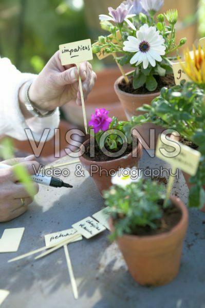 Labelling freshly planted annuals