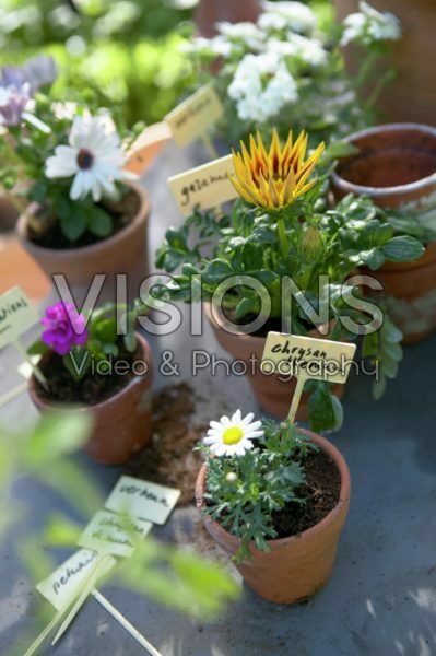Freshly planted annuals with labels