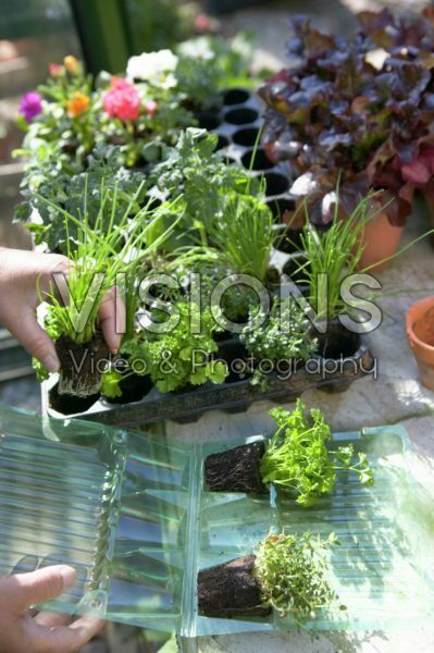 Open blister pack and propagation tray with herb plugs