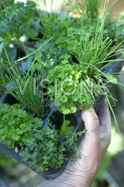 Herb plugs in seedling tray