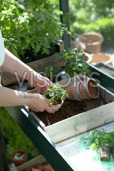 Planting tomato plants