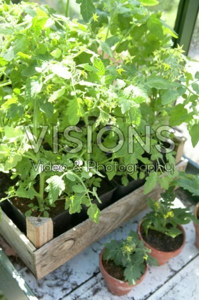 Tomato plants in wooden crate