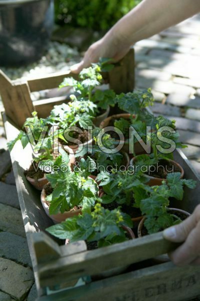 Carrying tomato plants in wooden crate