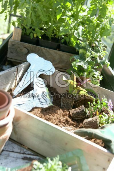 Wooden crate with labels, annuals and tomatoes