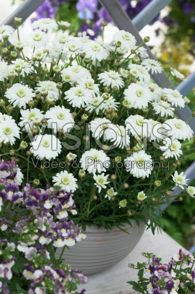 Argyranthemum frutescens Crazy Daisy Summers White