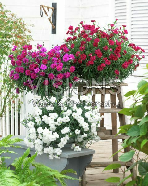 Dianthus collection