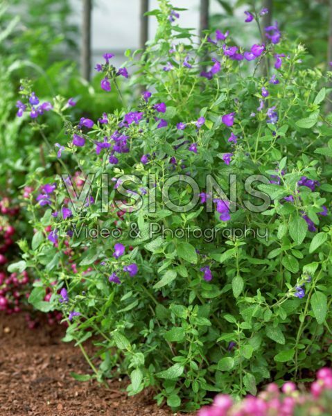 Salvia microphylla Christine Yeo