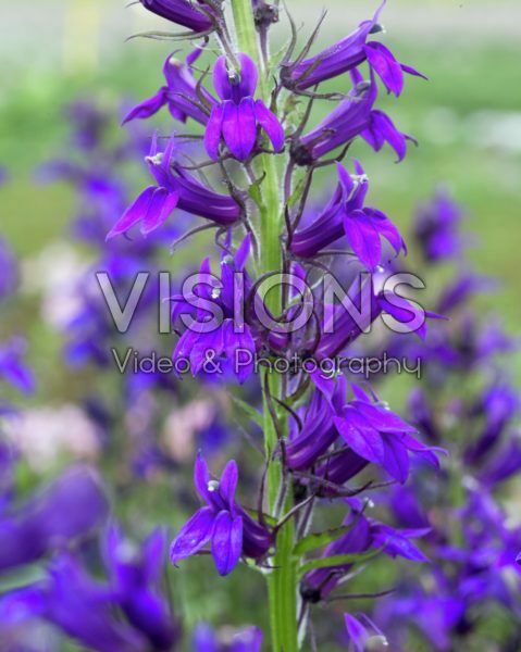 Lobelia x speciosa Fan Blue Lobelia x speciosa Fan Blue