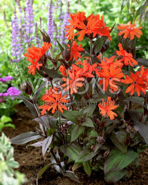 Lychnis x haageana Lengai Orange Lychnis x haageana Lengai Orange