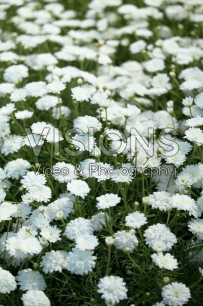 Argyranthemum frutescens Molimba Mini Double White