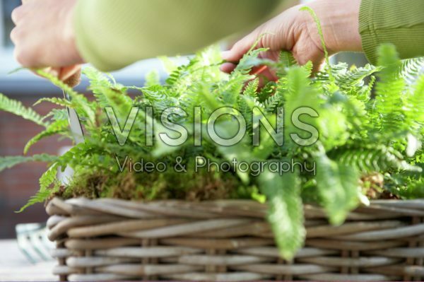 Planting ferns in basket
