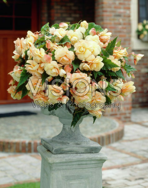 Begonia Champagne Begonia Champagne