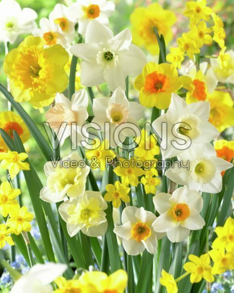 Narcissus Spectrum fragrant mixed