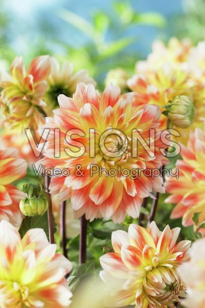 Dahlia Peaches and Cream