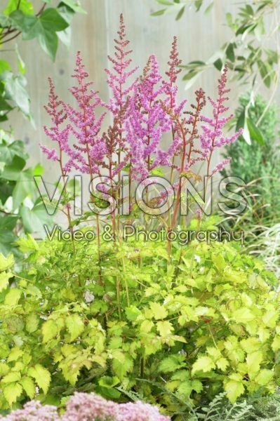 Astilbe Color Flash Lime Astilbe Color Flash Lime