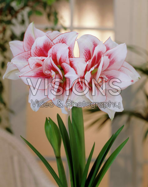 Hippeastrum Elvas ®