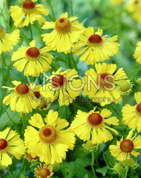 Helenium Carmen Helenium Carmen