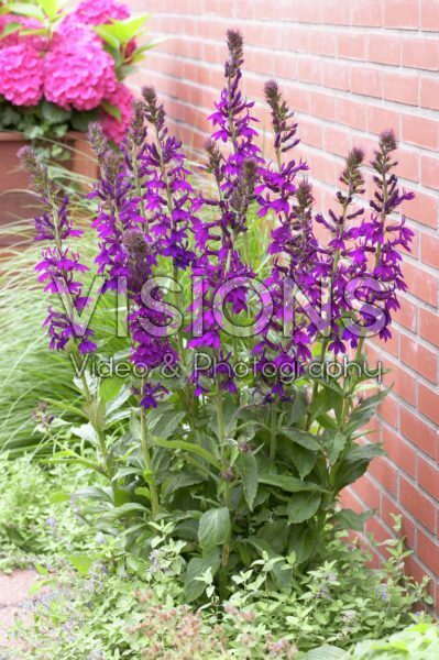 Lobelia Hadspen Purple®